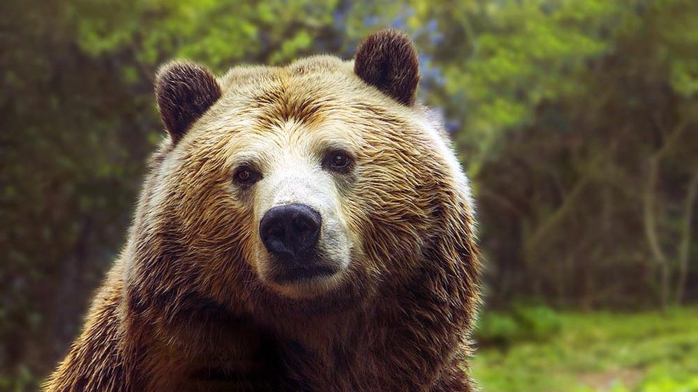 Gli orsi di tutto il mondo si stanno svegliano dal letargo