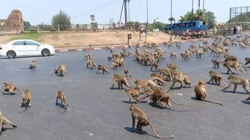 Coronavirus in Thailandia: scimmie inferocite invadono le strade di Lopubri