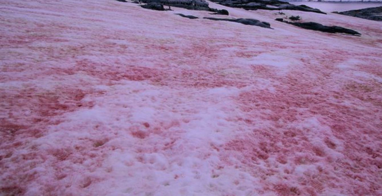 alga-rossa-ghiacciai-1.jpg