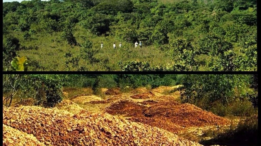 Costa Rica: le bucce di arancia fanno rinascere la foresta