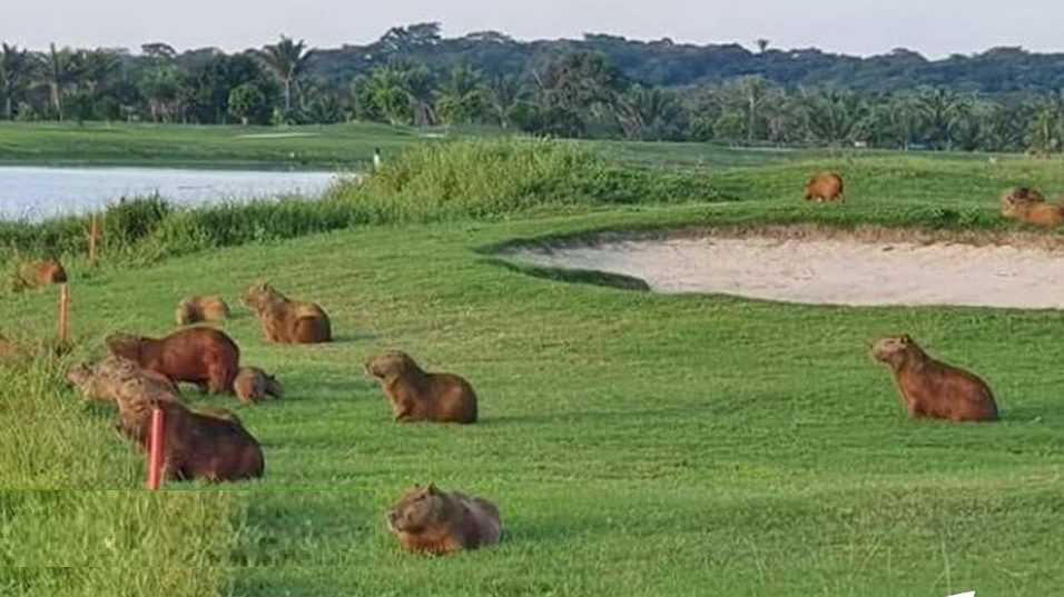 Bolivia: decine di capibara invadono i campi da golf