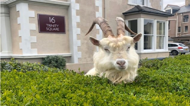 Galles: le capre invadono la città di Llandudno
