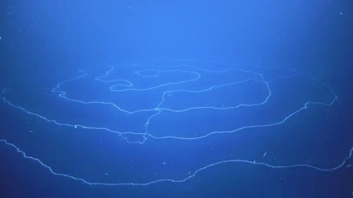 Un gigantesco sifonoforo di 47 metri galleggia nell’oceano Pacifico
