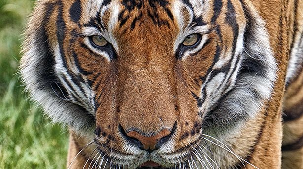 Coronavirus: anche un tigre positiva allo zoo del Bronx