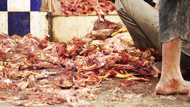 Chiudere i wet markets: la petizione internazionale di Animal Equality all’ONU