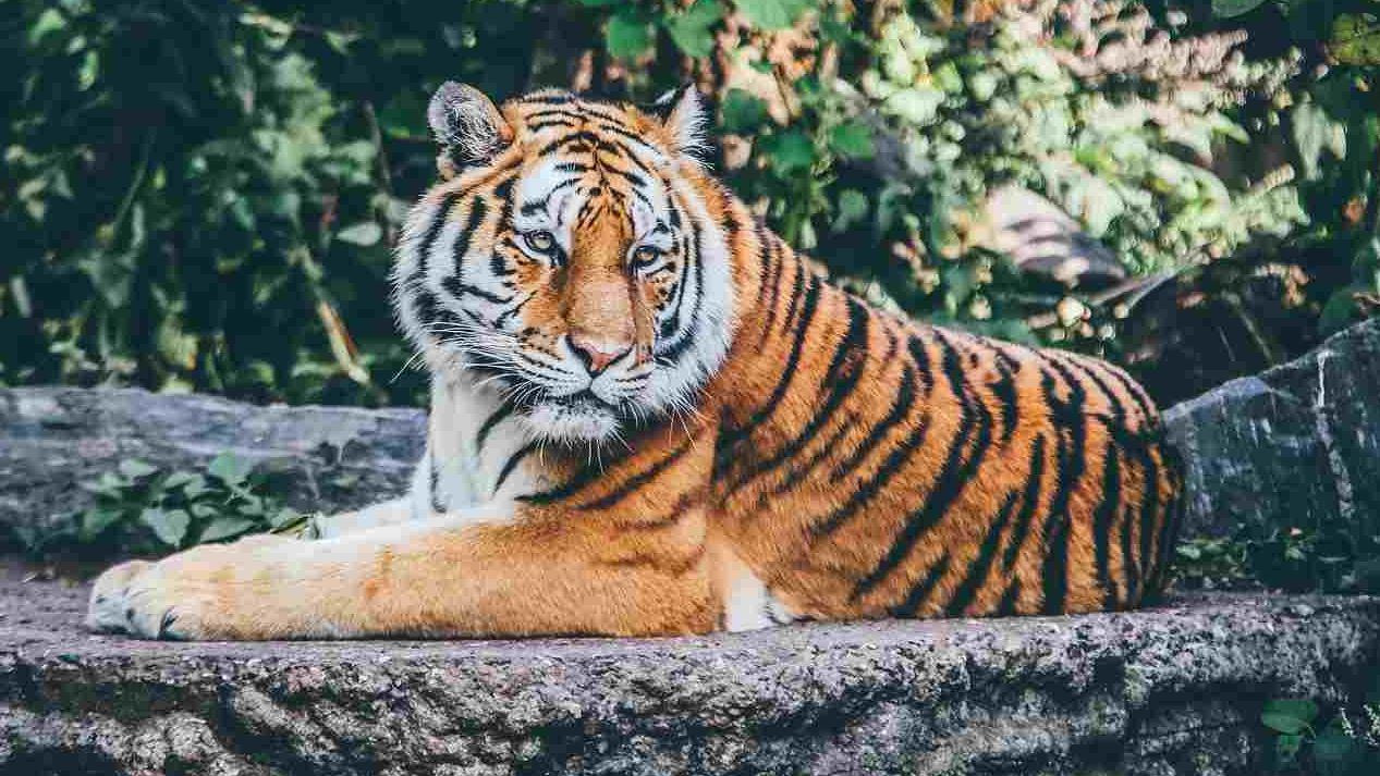 zoo-germania-1.jpg