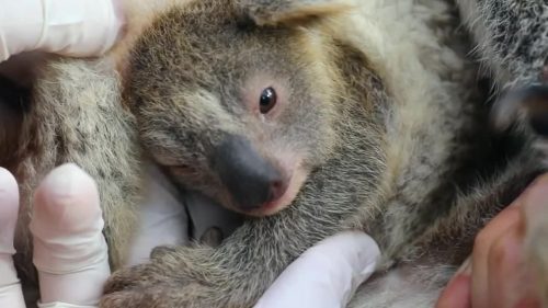 Australia: Cenere, il primo koala nato dopo gli incendi