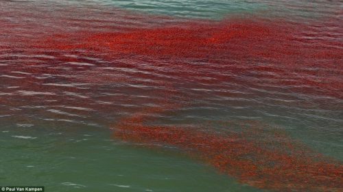 Nuova Zelanda: la morte delle aragoste tinge l’Oceano di rosso