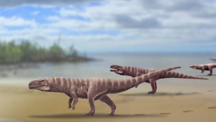 cropped-animali-1.jpeg