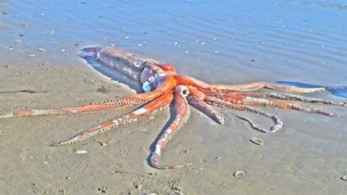 Calamaro gigante spiaggiato sulla costa del Sudafrica
