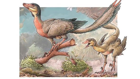 Un dinosauro con le ali scoperto in Argentina