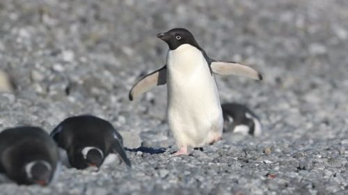 Clima: il riscaldamento globale ‘favorisce’ i pinguini di Adelia