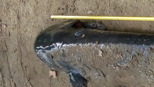 Versilia: un pesce siluro da record sulla costa