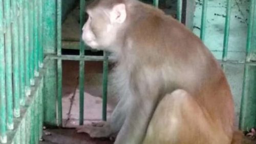 India, scimmia ubriaca attacca la popolazione provocando 250 feriti e un morto