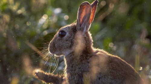 RHDV2: la devastante epidemia che uccide i conigli in America