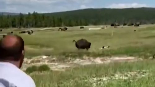 USA: donna si getta a terra per evitare l’attacco di due  bisonti. Il video