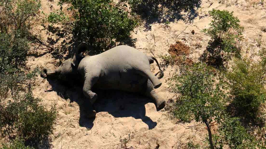 cropped-botswana-elephant-death-1.jpg