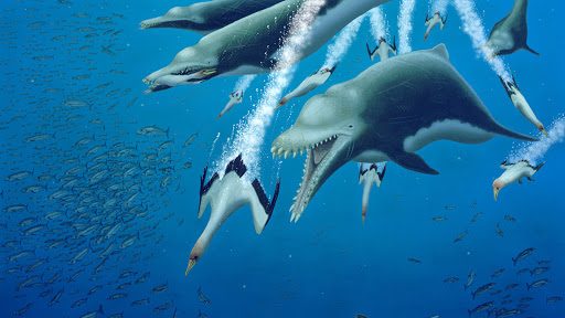 Un delfino ‘feroce’ nell’oceano di 25 milioni di anni fa