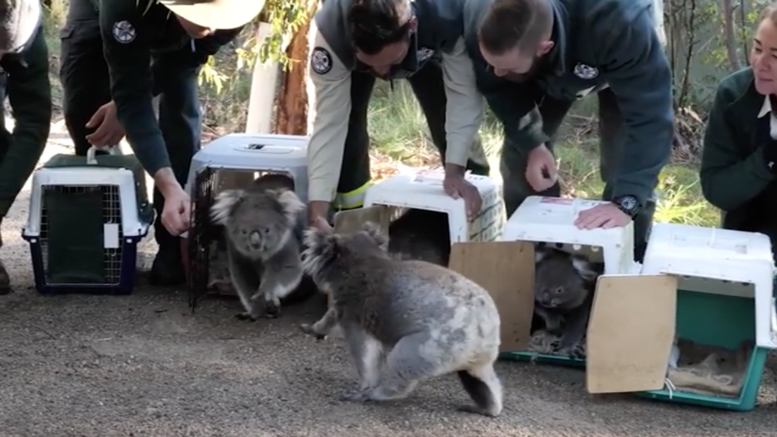 cropped-koala_australia-1.png
