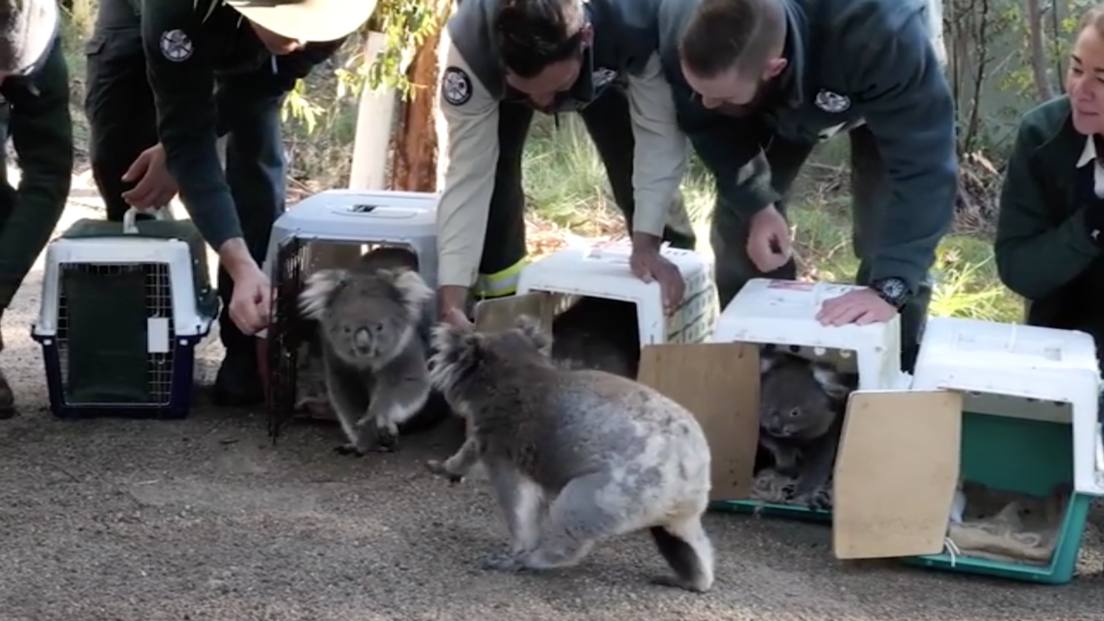 Australia: i koala salvati dalle fiamme ritornano nella foresta