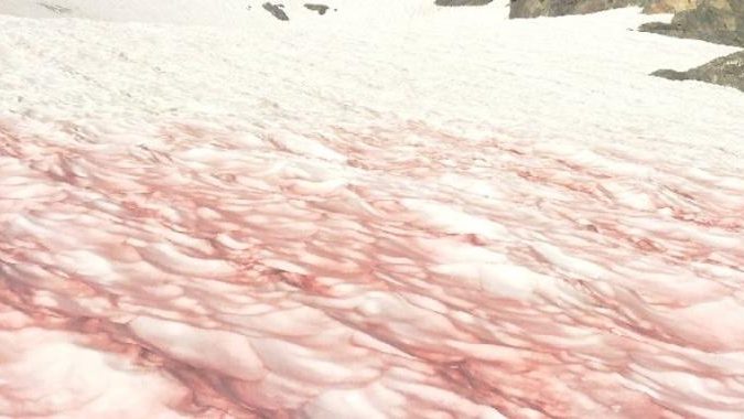 Neve rosa sulle Alpi: si ripete il pericoloso fenomeno per il ghiaccio italiano