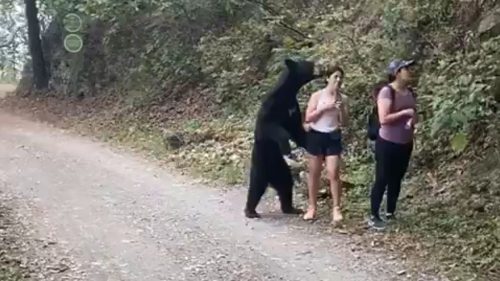 Messico: orso nero si avvicina. Paura per 3 turiste. Il video