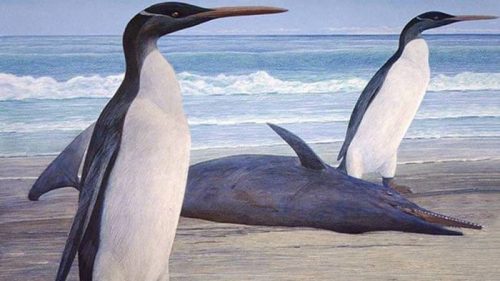 Paleontologia: i resti di giganteschi pinguini scoperti in Nuova Zelanda