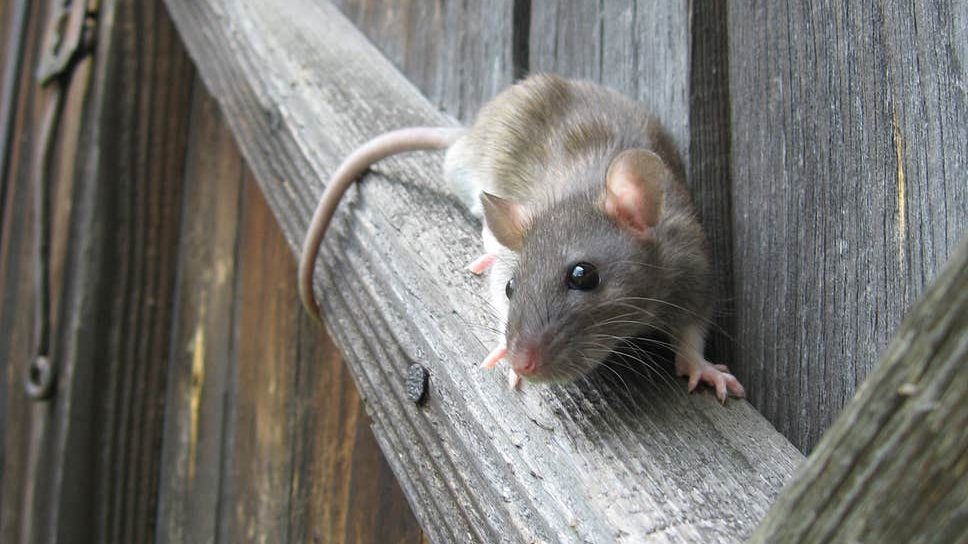 Gran Bretagna: con il COVID-19 aumentano aggressività e cannibalismo dei topi