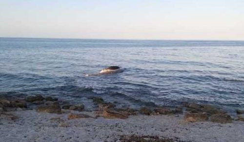 Scoperta una carcassa di capodoglio in Sardegna: è lunga oltre 7 metri