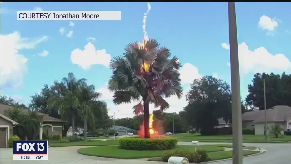 Florida: raro ‘fulmine a ciel sereno’ colpisce ed incendia una palma. Il video
