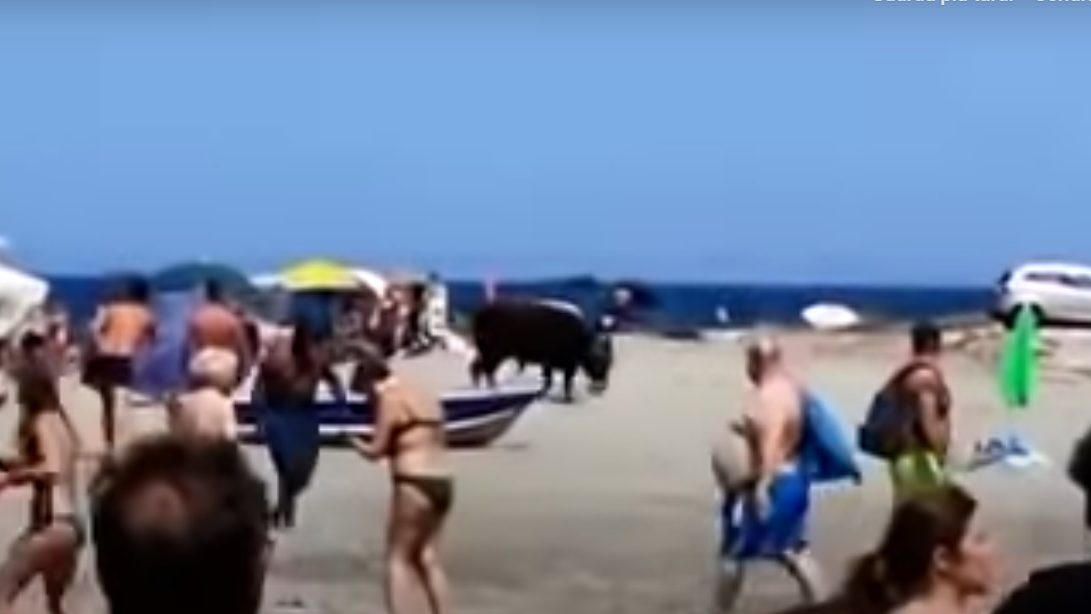 Calabria: toro invade la spiaggia. Paura tra i bagnanti. Il video