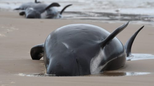 Australia: oltre 400 esemplari di balene morti sulle coste della Tasmania