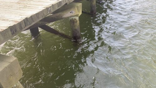 Batteri mangiacarne nelle acque del Long Island Sound. L’allarme delle autorità