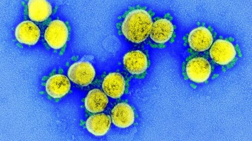 Coronavirus: gli anticorpi scompaiono dopo un mese dalla guarigione