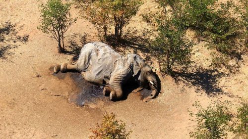 Botswana: scoperta la causa della strage di elefanti