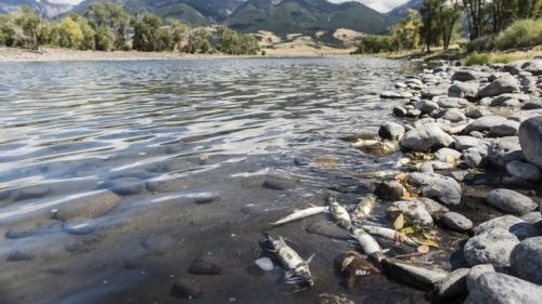 Yellowstone: centinaia di pesci morti nelle acque del  fiume