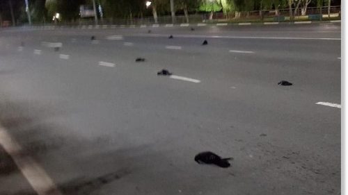 Russia: decine di uccelli morti in strada a Balakovo. Indagano le autorità sanitarie