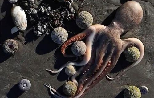 Kamchatka: nuova misteriosa moria di pesci sulla costa. Surfisti perdono la vista