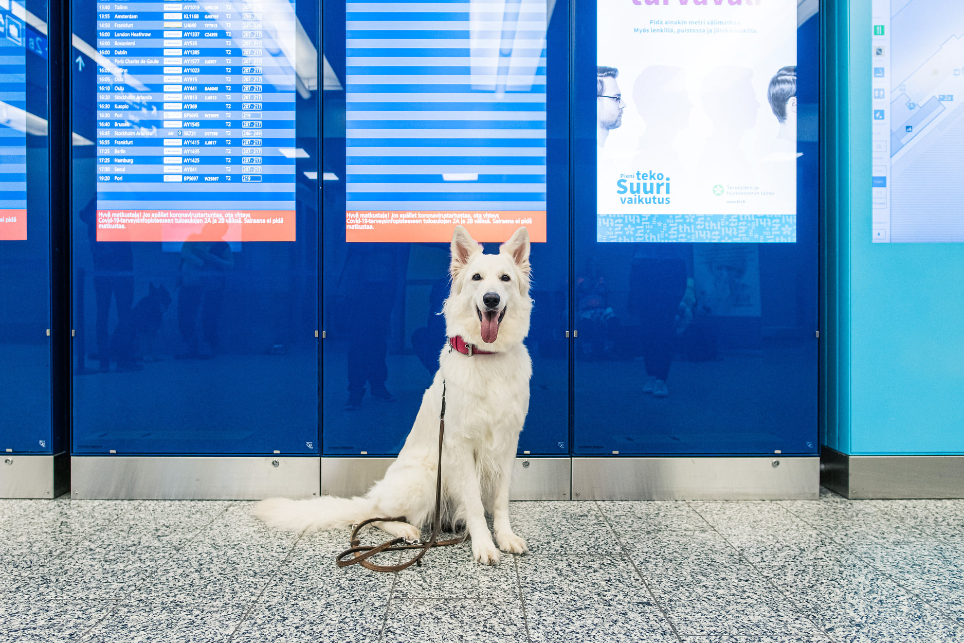 I cani ‘fiutano’ i positivi al COVID-19. L’incredibile scoperta finlandese