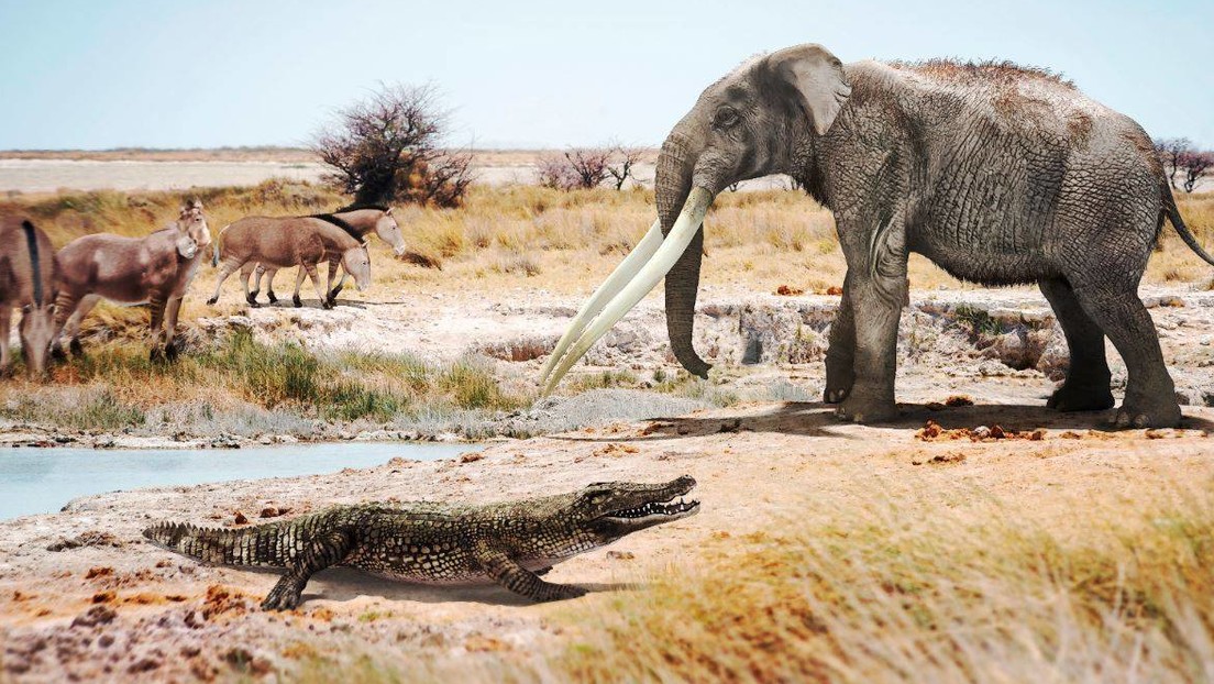 I resti di antichi coccodrilli africani scoperti in Spagna