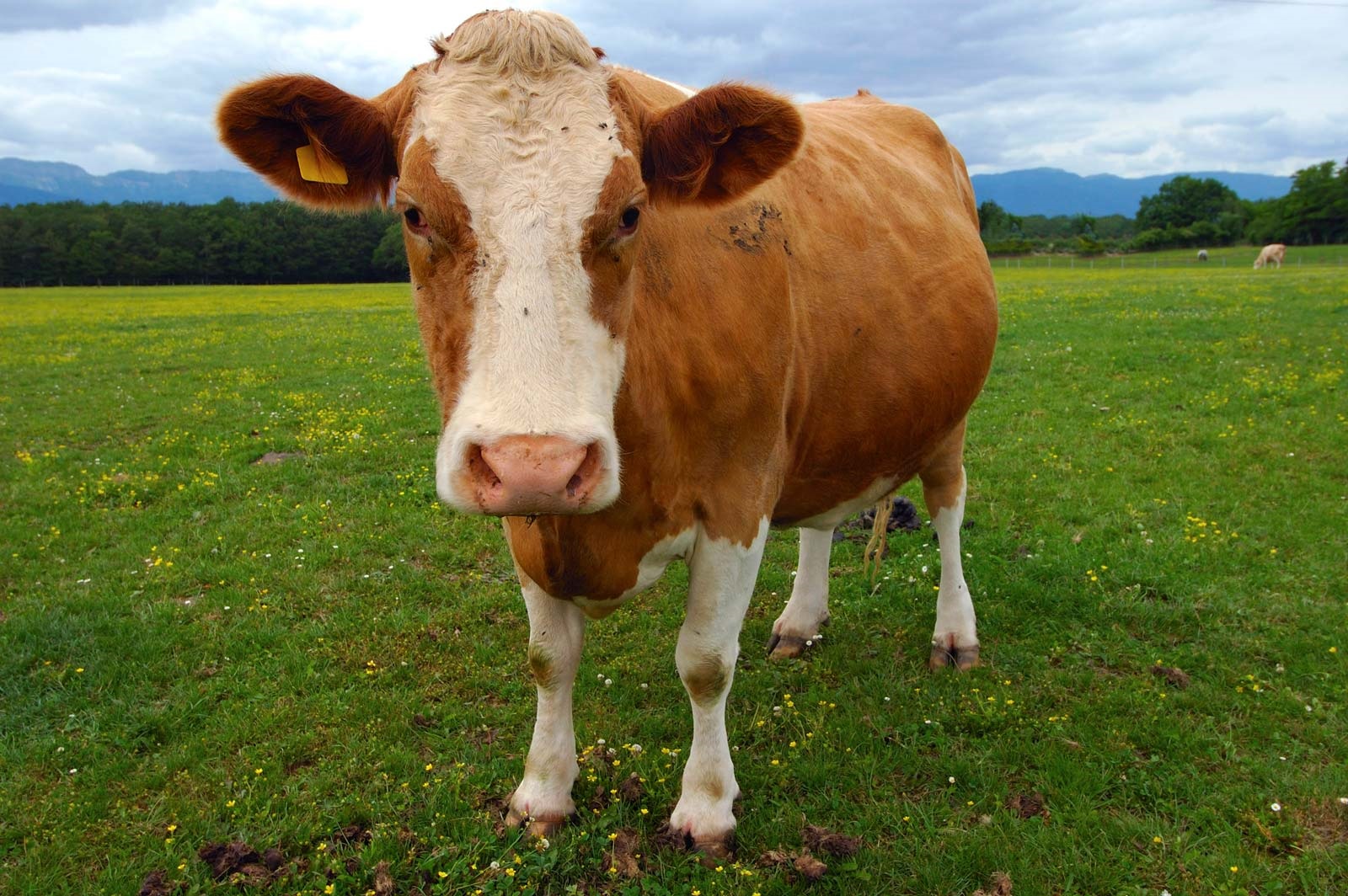 Le mucche fanno sempre più male al clima. Lo studio del WWF