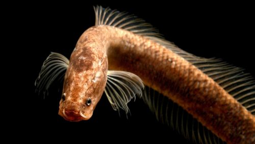 Aenigmachanna gollum: il mostruoso pesce con testa di serpente scoperto in India