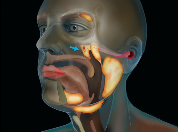 organo-1.jpg