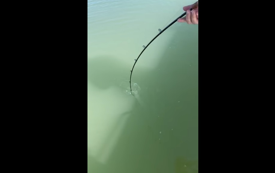 Australia: pescatore crede di aver catturato un grosso pesce, ma emerge alligatore. Il video