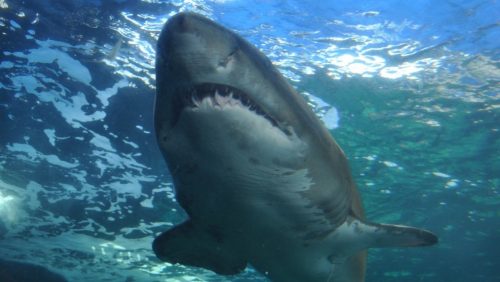 Florida: uno squalo pinna nera attacca turista. Il video