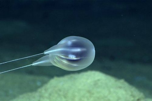 Scienziati si immergono a 4 chilometri di profondità e scoprono uno strano  animale marino