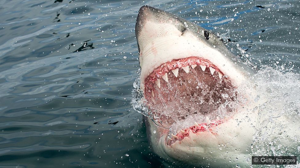 Australia: squalo attacca e uccide uomo. Mai così tanti attacchi dal 1929