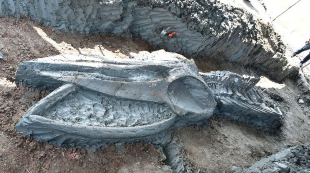 Scoperto un enorme scheletro di balena lungo 12 metri: “Dovrebbe avere 5000 anni”