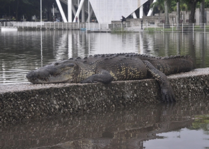 Messico: il Rio Gijalva straripa, i coccodrilli invadono le strade di Villahermosa