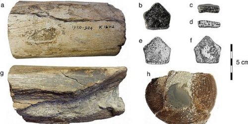 Identificati i primi fossili di dinosauro in Irlanda: hanno 200 milioni di anni